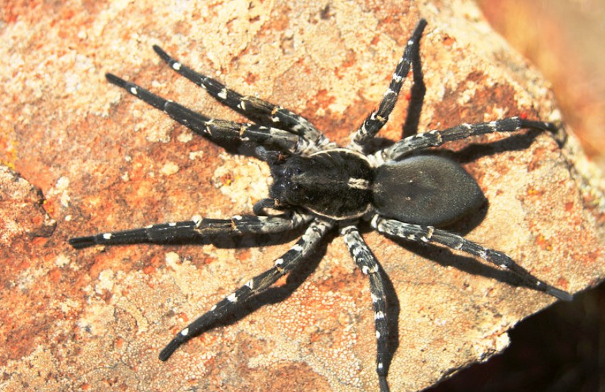 desertas Fauna spider